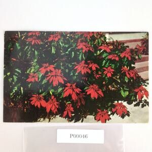 Vintage 1956 Postcard Florida's Beautiful Poinsettias Flowers Kodachrome Retro